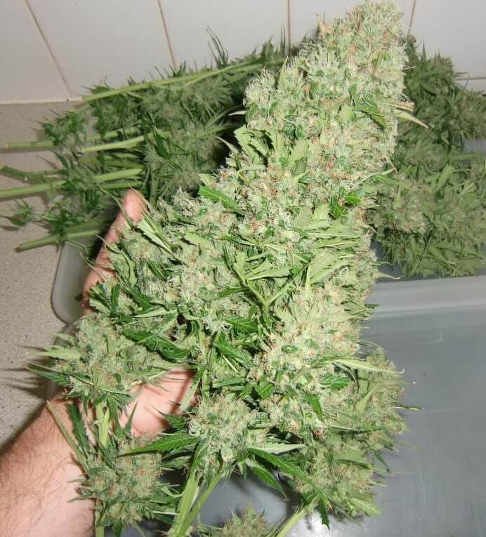 nasiona marihuany outdoor trzymane w dłoni